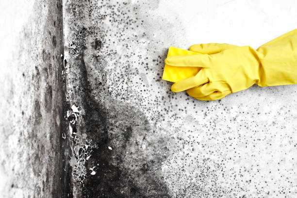 Best Local Mold Removal Service  in Panama, OK