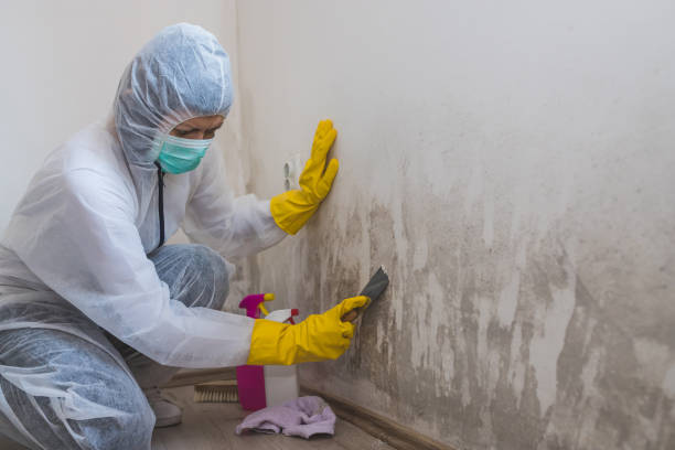 Best Mold Remediation  in Panama, OK