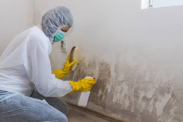 Best Professional Mold Removal  in Panama, OK