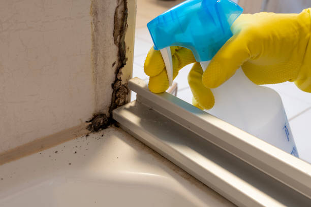 Best Mold Removal Specialists  in Panama, OK