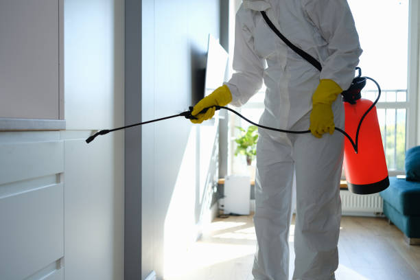 Best Certified Mold Removal  in Panama, OK