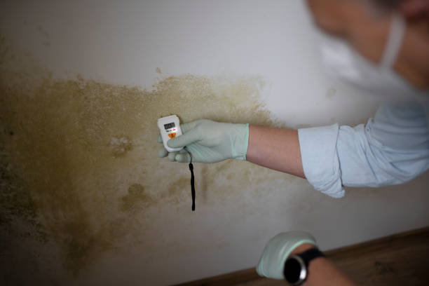 Attic Mold Removal