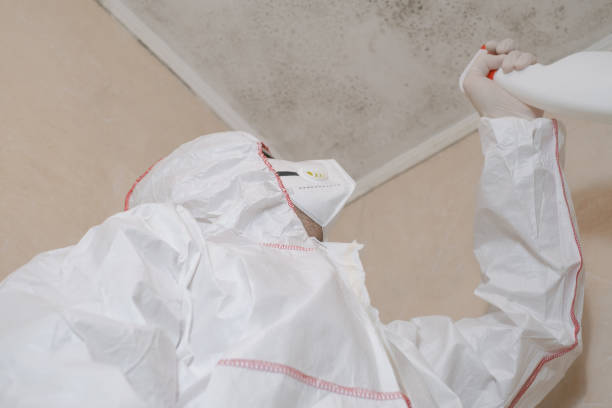 Best Local Mold Removal Service  in Panama, OK