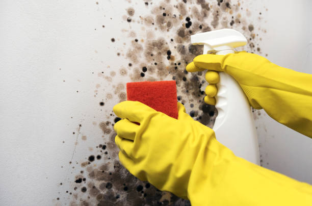 Best Fast Mold Removal  in Panama, OK