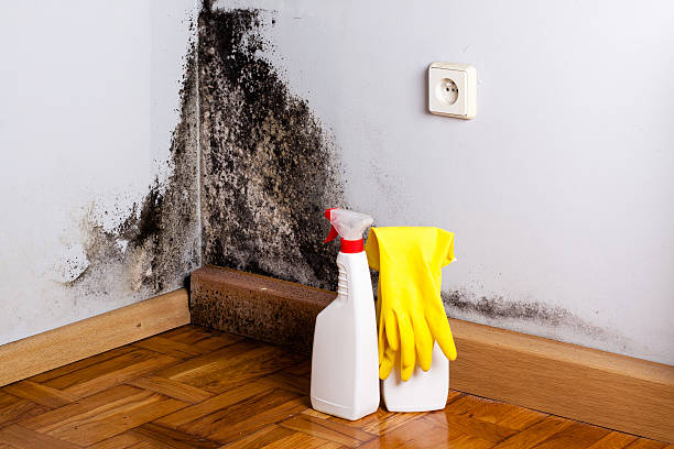 Best Mold Remediation  in Panama, OK