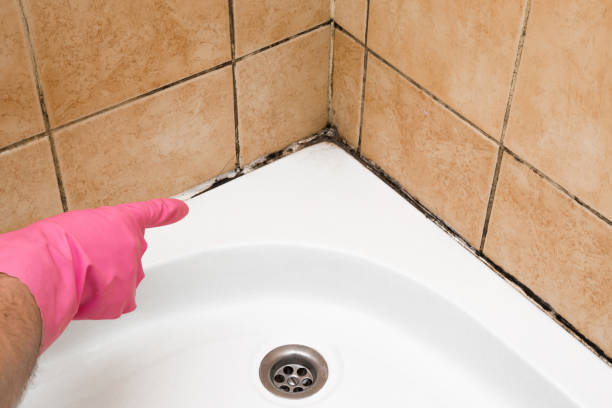 Mold Removal and Inspection in Panama, OK